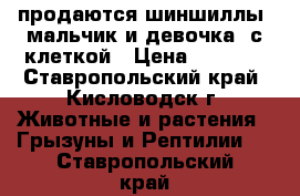 продаются шиншиллы (мальчик и девочка) с клеткой › Цена ­ 2 000 - Ставропольский край, Кисловодск г. Животные и растения » Грызуны и Рептилии   . Ставропольский край